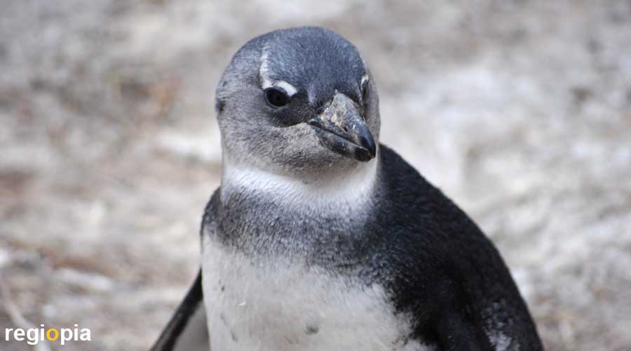 Pinguine auf Phillip Island